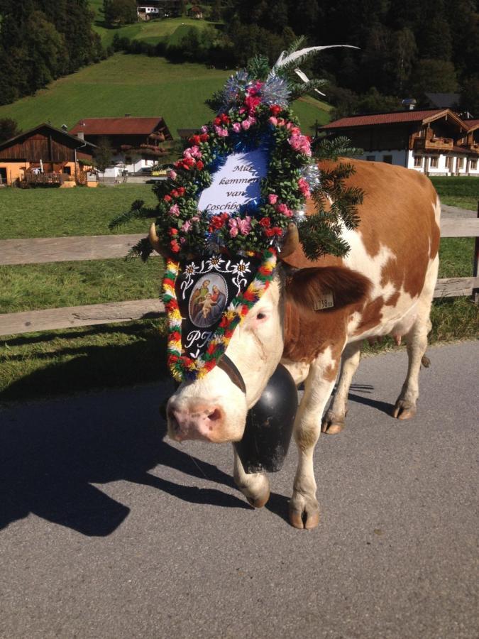 Chalets Aue Hart im Zillertal Eksteriør billede